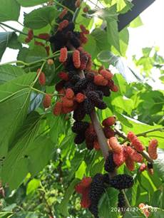 IMG_20210427_122656